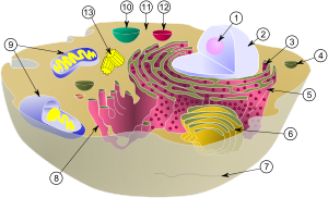 eucaryote